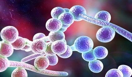 Huba Candida
